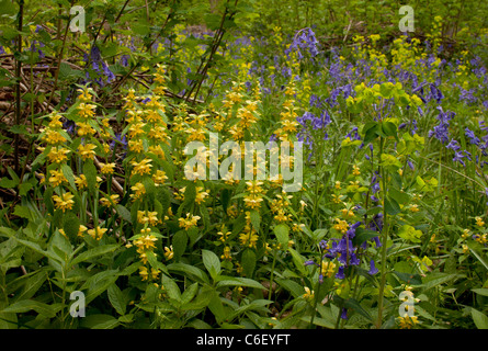 Glockenblumen und gelbe Erzengel im Frühjahr, in Dorset Garston Wood (RSPB Nature Reserve) Stockfoto