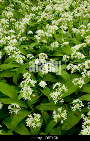 Bärlauch oder Bärlauch (Allium Ursinum) in Dorset Garston Wood (RSPB Nature Reserve) Stockfoto