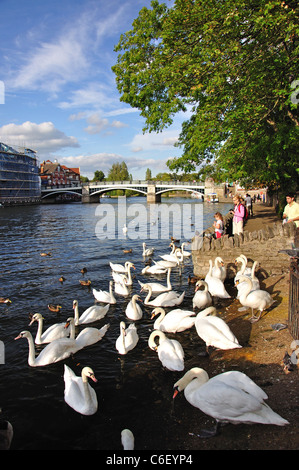 Schwäne am Fluß, Themse, Windsor, Berkshire, England, Vereinigtes Königreich Stockfoto