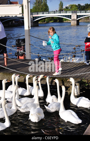 Mädchen, die Fütterung Schwäne am Fluß, Themse, Windsor, Berkshire, England, Vereinigtes Königreich Stockfoto