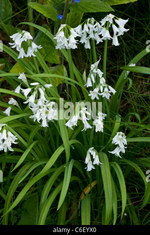 Dreieckigen Knoblauch, Allium Triquetrum; in Großbritannien, von SW Europa eingebürgert. Stockfoto