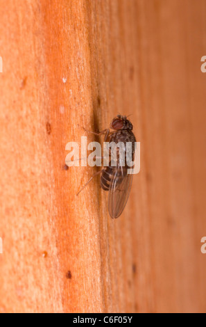 Fruchtfliegen, Drosophila sp. Stockfoto