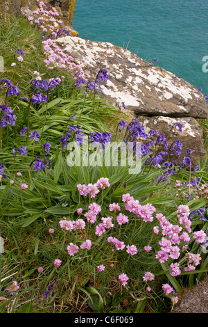 Sparsamkeit und Glockenblumen auf West Küste von The Lizard im Frühjahr, in der Nähe von Mullion Cove, Cornwall. Stockfoto