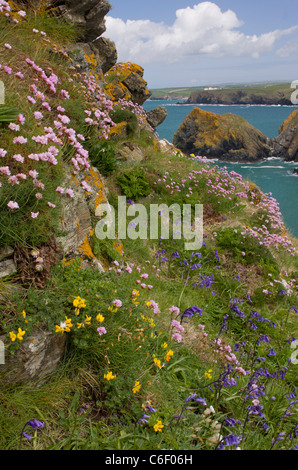 Sparsamkeit und Glockenblumen auf West Küste von The Lizard im Frühjahr, in der Nähe von Mullion Cove, Cornwall. Stockfoto