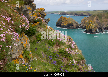 Sparsamkeit und Glockenblumen auf West Küste von The Lizard im Frühjahr, in der Nähe von Mullion Cove, Cornwall. Stockfoto