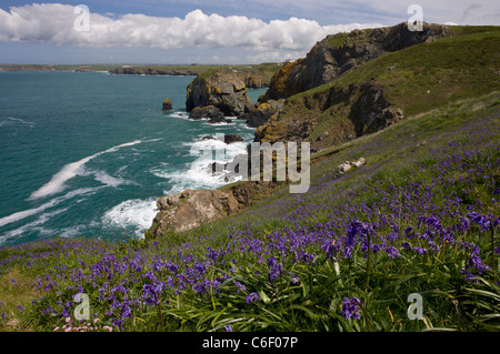 Glockenblumen auf West Küste von The Lizard im Frühjahr, in der Nähe von Mullion Cove, Cornwall. Stockfoto