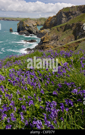 Glockenblumen auf West Küste von The Lizard im Frühjahr, in der Nähe von Mullion Cove, Cornwall. Stockfoto