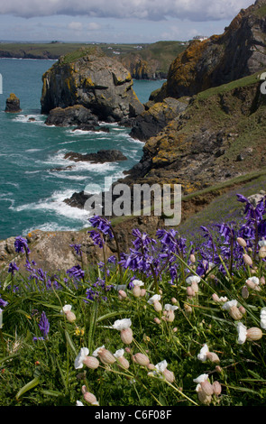 Meer Campion und Glockenblumen auf West Küste von The Lizard im Frühjahr, in der Nähe von Mullion Cove, Cornwall. Stockfoto