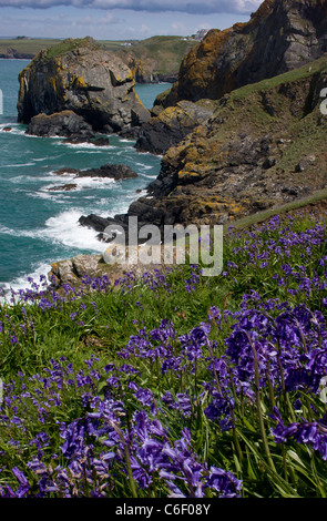 Glockenblumen auf West Küste von The Lizard im Frühjahr, in der Nähe von Mullion Cove, Cornwall. Stockfoto