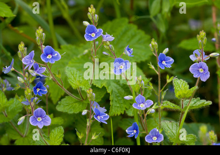 Gamander-Ehrenpreis, Veronica Chamaedrys in Blüte; Powerstock Common, Dorset. Stockfoto