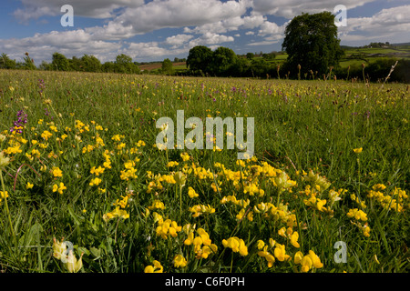 Schöne Blumenreiche Wiese, mit Vogels Fuß Kleeblatt, im Frühjahr auf Hardington Moor NNR (National Nature Reserve), Somerset. Stockfoto