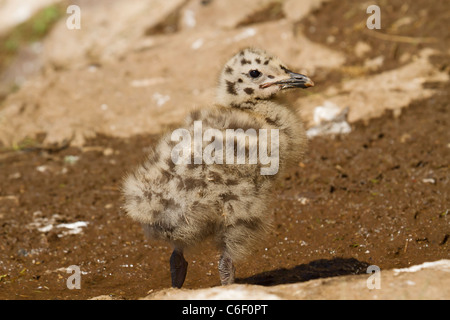 Europäische Silbermöwe (Larus Argentatus) einzelne Küken, zu Fuß auf den Boden, Bass Rock, Schottland, Vereinigtes Königreich, Europa Stockfoto