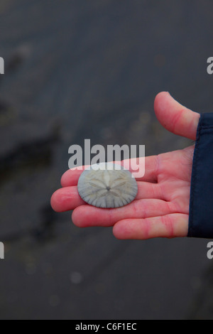 Sanddollar, Ocean Floß und 4 x 4 Adventure Tour, North Beach, Kruzof Insel, Sitka, Alaska Stockfoto