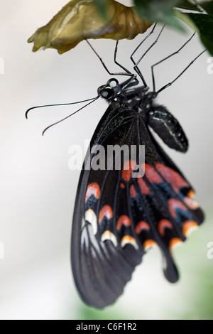 Eine gemeinsame Mormone Schmetterling aus seiner caccoon Stockfoto