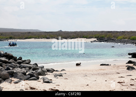 Young-Galapagos-Seelöwe Welpen am Strand von Punta Suarez, Espanola Insel, Galapagos Stockfoto