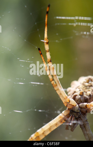 Großer Orb-Weaver Spider Offset hautnah Stockfoto