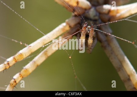 Großer Orb-Weaver Spider Web weben hautnah Stockfoto