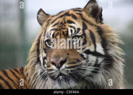 Porträt eines Tigers in Gefangenschaft Stockfoto