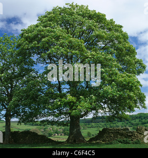 Eine Platane wachsen entlang einer Trockensteinmauer in Derbyshire Peak District, der Wind weht sein Frühling Laub. Stockfoto