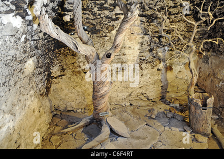 Getrocknete Mandelbaum (L) und Olivenbaum alten Hütte gemacht von Steinen in der Bories Dorf in der Nähe von Gordes in Region Provence, Frankreich Stockfoto