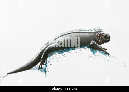 Marine Iguana Amblyrhynchus Cristatus, Iguanidae Stockfoto