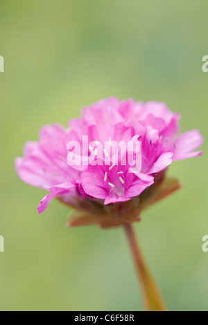 Armeria Hybrida "Bienen Hybriden". Nahaufnahme von Meer rosa Blume Stockfoto