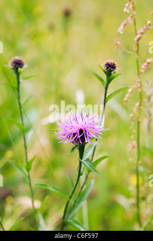 Centaurea Nigra. Geringerem Flockenblume wächst in eine Wildblumenwiese. Stockfoto