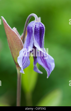 Clematis Integrifolia. Einzelne blaue Blume. Stockfoto