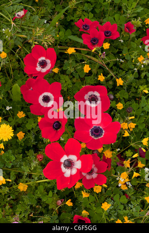 Masse der Frühlingsblumen - Krone Anemonen, Traubenhyazinthen, etc. auf Lesvos (Lesbos), Griechenland. Stockfoto