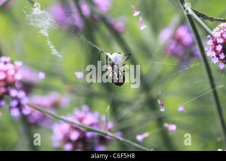 Spinne auf ein Netz, ein Insekt aufrollen Stockfoto