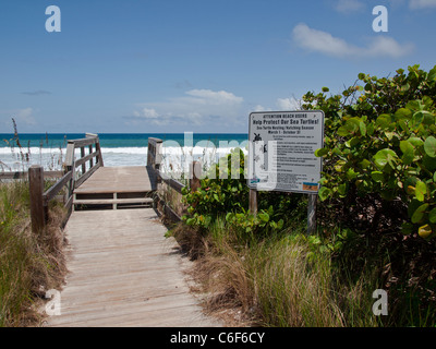 Ungeschlüpfte Karettschildkröte Eiern aus dem Nest bei Ponce de Leon in Florida landen zählen Stockfoto