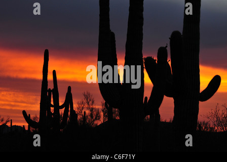 Saguaro-Kaktus bei Sonnenuntergang während der Monsunzeit in Ironwood Forest National Monument, Sonora-Wüste, Marana, Arizona, USA. Stockfoto