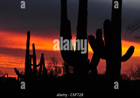 Saguaro-Kaktus bei Sonnenuntergang während der Monsunzeit in Ironwood Forest National Monument, Sonora-Wüste, Marana, Arizona, USA. Stockfoto