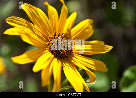 Gewöhnliche Sonnenblume ist eine weitverzweigte, stout, 1 1/2-8 Fuß hoch, mit grob behaarte Blätter und Stängel. Stockfoto