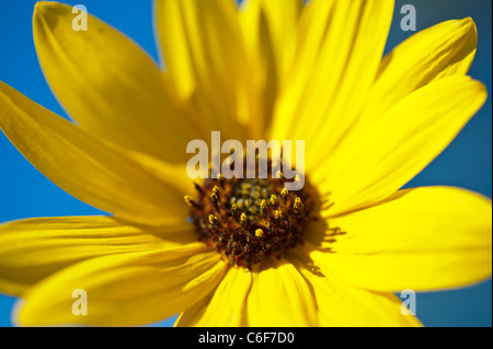 Gewöhnliche Sonnenblume ist eine weitverzweigte, stout, 1 1/2-8 Fuß hoch, mit grob behaarte Blätter und Stängel. Stockfoto