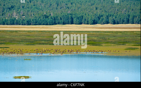 Die Elche oder Wapiti (Cervus Canadensis) ist eines der größten Arten von Hirschen in der Welt und eines der größten Landsäugetiere. Stockfoto