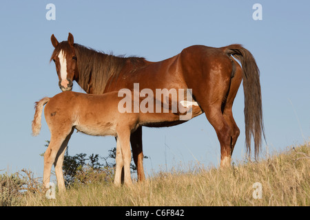 Verwilderte (Wildpferd) Krankenpflege, Theodore-Roosevelt-Nationalpark Stockfoto