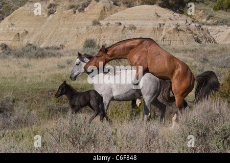 Wild (Wild) Pferde Paarung, Theodore-Roosevelt-Nationalpark Stockfoto