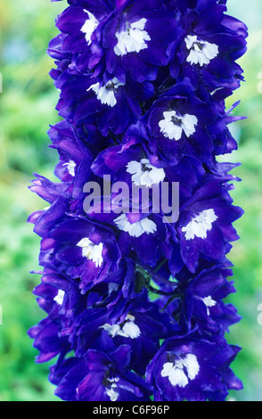 Delphinium 'King Arthur', Pflanzen Gartenpflanze Blauer Rittersporn Blüte Stockfoto