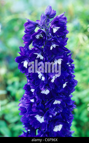 Delphinium 'King Arthur', Pflanzen Gartenpflanze Blauer Rittersporn Blüte Stockfoto