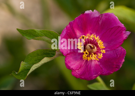 Pfingstrose (Paeonia Mascula) blüht im Frühjahr; selten in UK Stockfoto