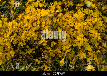 Hairy Greenweed, Genista Pilosa, auf The Lizard, Cornwall. Stockfoto