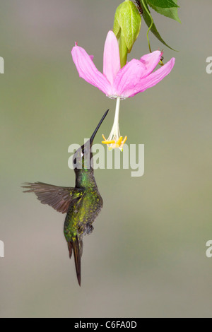 herrliche Kolibri (Eugenes Fulgens) Männchen ernähren sich von Nektar an tropischen Blumen, Costa Rica, Mittelamerika Stockfoto