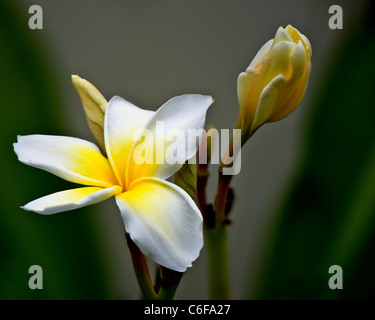 Nahaufnahme der Blüte Plumeria und Knospen, die während der frühen Morgenstunden. Stockfoto