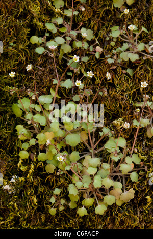 Efeu-leaved Steinbrech Saxifraga Hederacea; Lesvos (Lesbos), Griechenland. Stockfoto