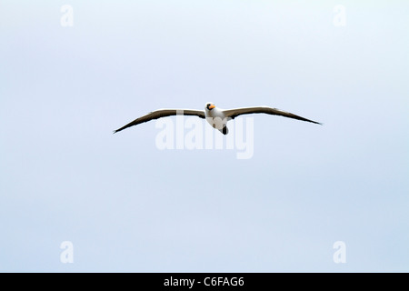 Nasca oder maskierten Sprengfallen im Flug vom Punta Suarez, Espanola Insel, Galapagos Stockfoto