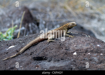 Lava-Eidechse auf Felsen am Punta Suarez, Espanola Insel, Galapagos Stockfoto