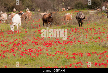 Herde von Ziegen grasen durch Bereich des Scharlach Pfau Anemonen, im Frühjahr, Halbinsel Mani, Griechenland Stockfoto