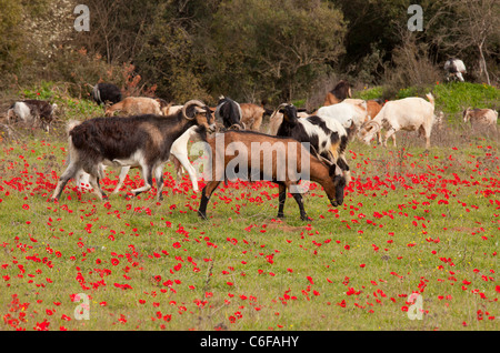 Herde von Ziegen grasen durch Bereich des Scharlach Pfau Anemonen, im Frühjahr, Halbinsel Mani, Griechenland Stockfoto