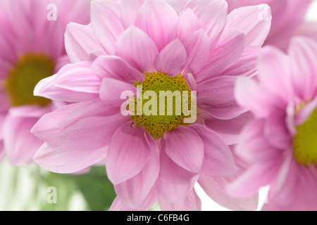 Nahaufnahme Foto rosa Blüten der Zinnie über weiß Stockfoto